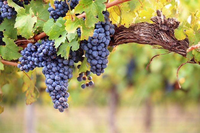 Private Montserrat Tour, Wine Taste & Local Lunch from Barcelona - Vilafranca del Penedès Winery: Family Production and a Private Tasting
