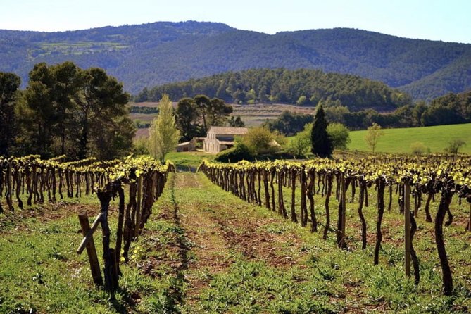 Private Montserrat Tour, Wine Taste & Local Lunch from Barcelona - Mercat de Montserrat: Views, Cheese, and Honey You Can Actually Take Home