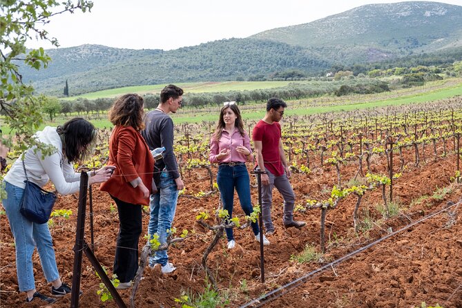 Private Tour and Tasting at Zeginis Winery - Marathon terroir and why Zeginis feels personal