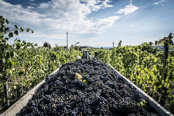 Private Tour: Chianti Winery, Montefioralle, and Greve in Chianti - Montefioralle castle views in about 10 minutes
