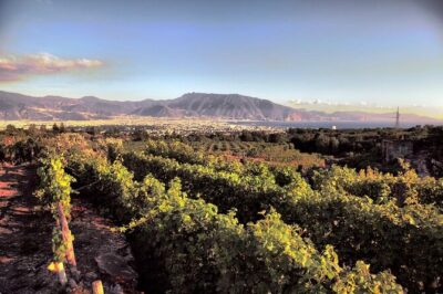 Private Tour in Pompeii Ruins and Pompeii City Center Winery - Boscotrecase winery at the foot of Vesuvius: vineyard walk, lunch, and five wines