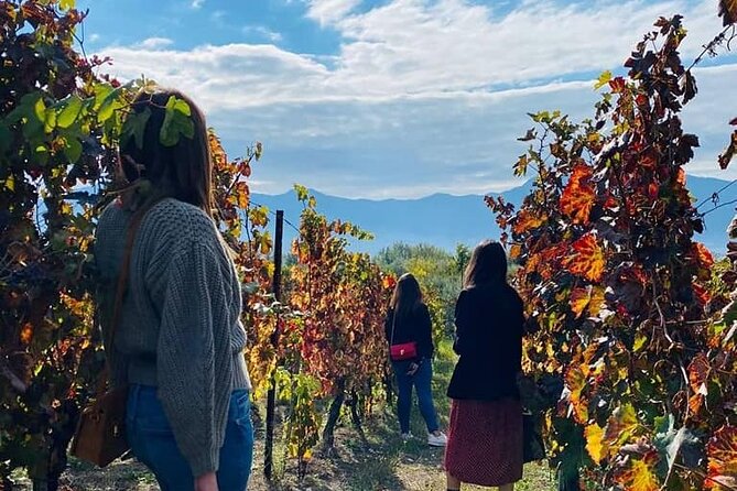Private Tour in Pompeii Ruins and Pompeii City Center Winery - Price and value: what $255.98 per person covers in real terms