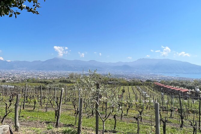 Private Tour in Pompeii Ruins and Pompeii City Center Winery - Should you book this Pompeii and winery private tour?