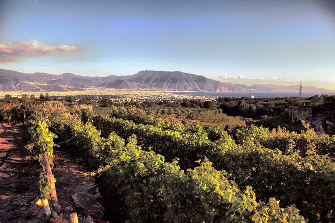 Private Tour in Pompeii Ruins and Pompeii City Center Winery - Boscotrecase winery at the foot of Vesuvius: vineyard walk, lunch, and five wines