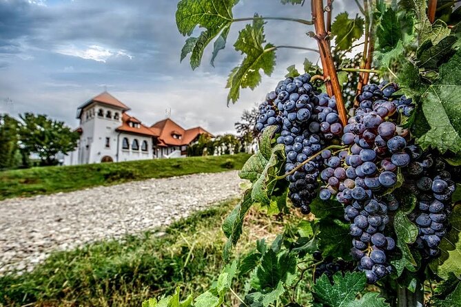 Private Tour to Salt Mine, Lunch at Winery and Dracula Grave - Casa Seciu in Chitorani: lunch with a winery vibe, not a rushed pit stop