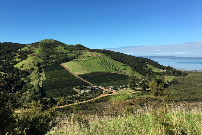 Private Vineyard Bush Walk Tour in Waiheke Island - Key things I’d zero in on