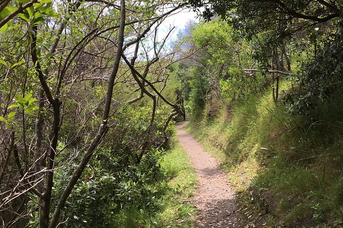 Private Vineyard Bush Walk Tour in Waiheke Island - Entering Waiheke Island’s bush-and-wine mood in 5 hours