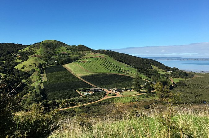 Private Vineyard Bush Walk Tour in Waiheke Island - What to wear and pack for all-weather walking