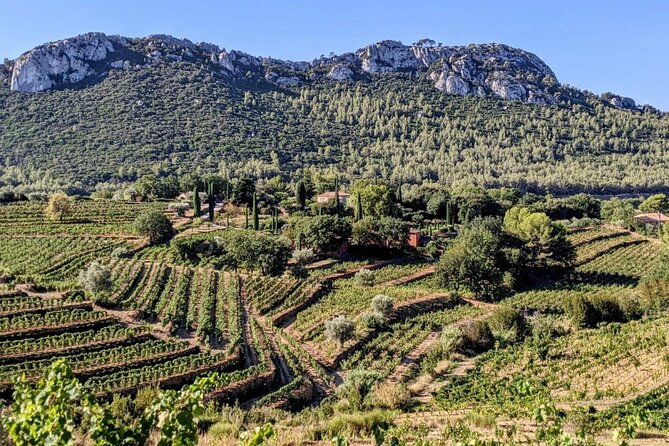 Private Vineyard Tour and Wine Tasting in Bandol - Key highlights before you go