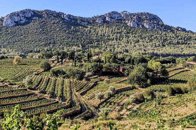 Private Vineyard Tour and Wine Tasting in Bandol - Who should book this Bandol vineyard tour?