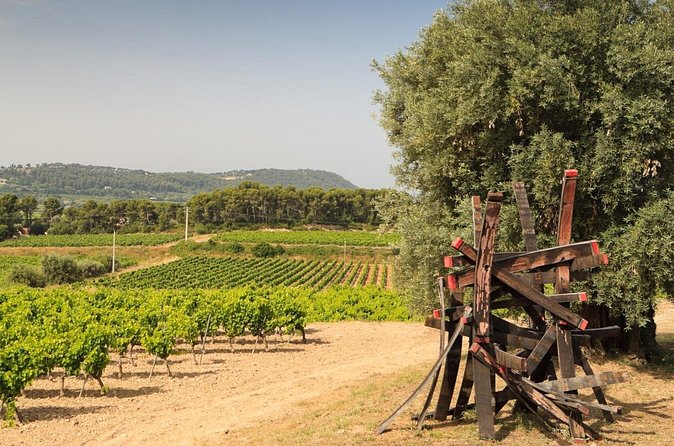 Private Vineyard Tour and Wine Tasting in Bandol - Should you book this Private Vineyard Tour and Wine Tasting in Bandol?