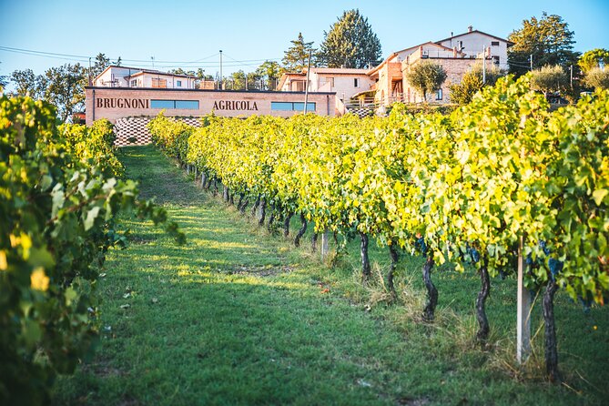 Private visit to the Brugnoni winery with tasting of 4 wines - What to expect from a family-run vibe (and who it suits best)