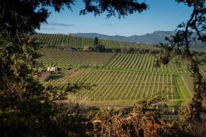 Private Wine Tour at Peza Valley - 2 Wineries and Lunch at Peza - Stilianou Winery: Boutique Tasting Time You Can Actually Enjoy