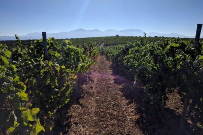 Private Wine Tour at Peza Valley - 2 Wineries and Lunch at Peza - Timing, Pacing, and What a 6–7 Hour Day Feels Like