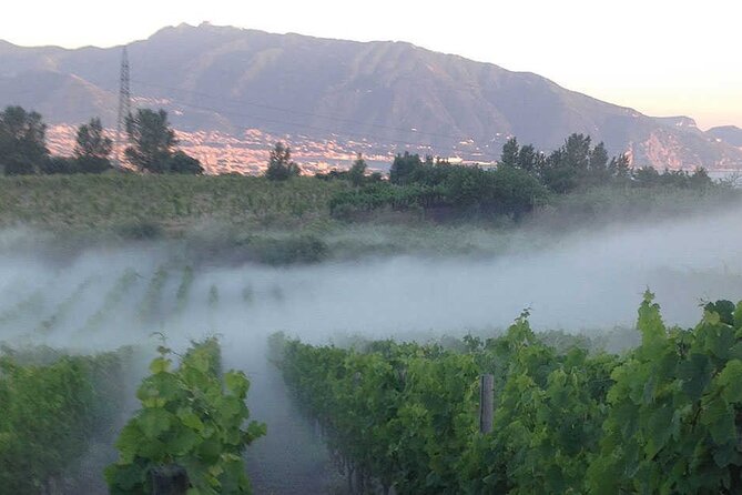 Private Wine Tour,lunch,8 wines, dedicated sommelier and trasport - A Vesuvius Vineyard Day That Feels Personal (Not Rushed)