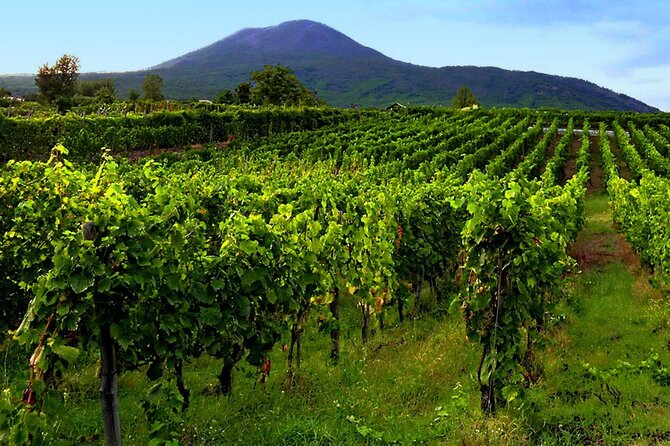 Private Wine Tour,lunch,8 wines, dedicated sommelier and trasport - Vesuvius Views and the Volcanic Terroir Lesson (With Pompeii Connections)