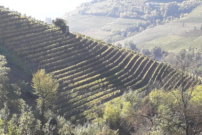Private Winery and Vineyard Tour with Wine Tasting - Key highlights you’ll care about