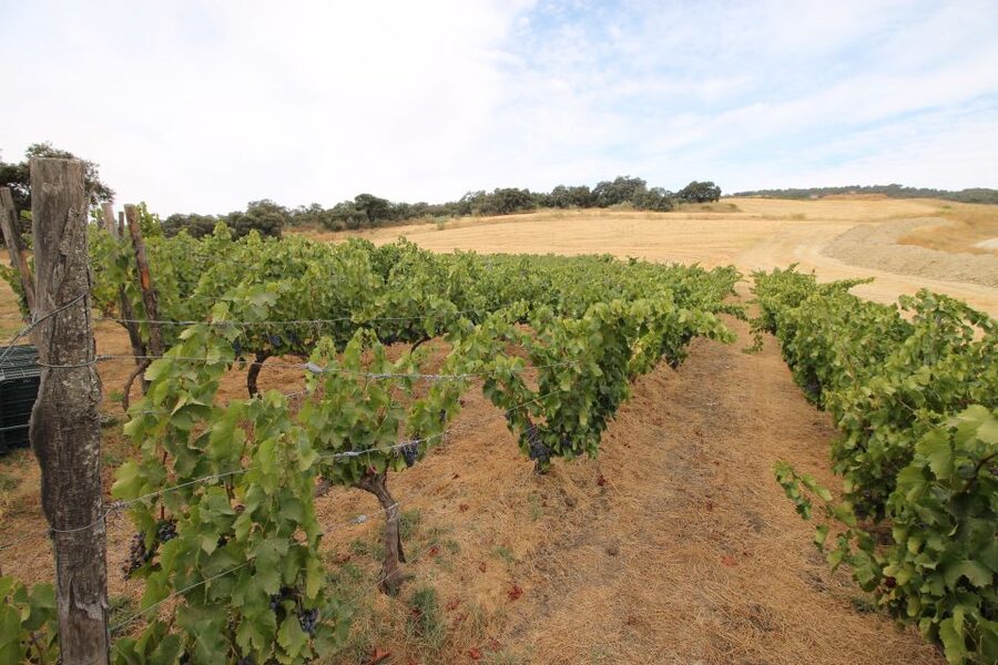 Private Winery Tour and Visit to Ronda - Ronda City Time: A Short Self-Guided Window That Still Feels Rewarding