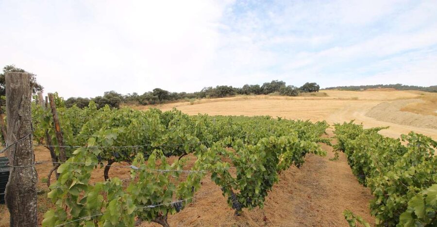 Private Winery Tour and Visit to Ronda - Price and Value: When Private Beats Group Cost