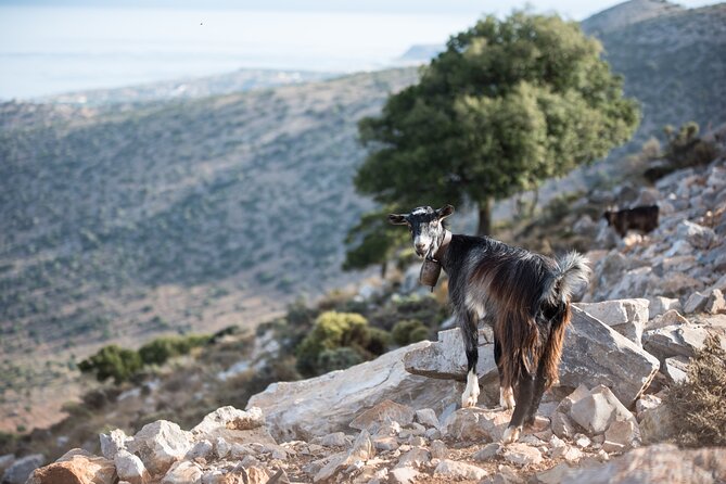 PRIVATE-Zeus Cave-Knossos-Olive oil Factory-Traditional Villages. - Zeus Cave timing and how the guide keeps the day on track