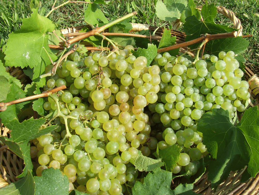 Prosecco Tasting in Countryside Winery - Terrace views and the vineyard setup (your first 30 minutes)