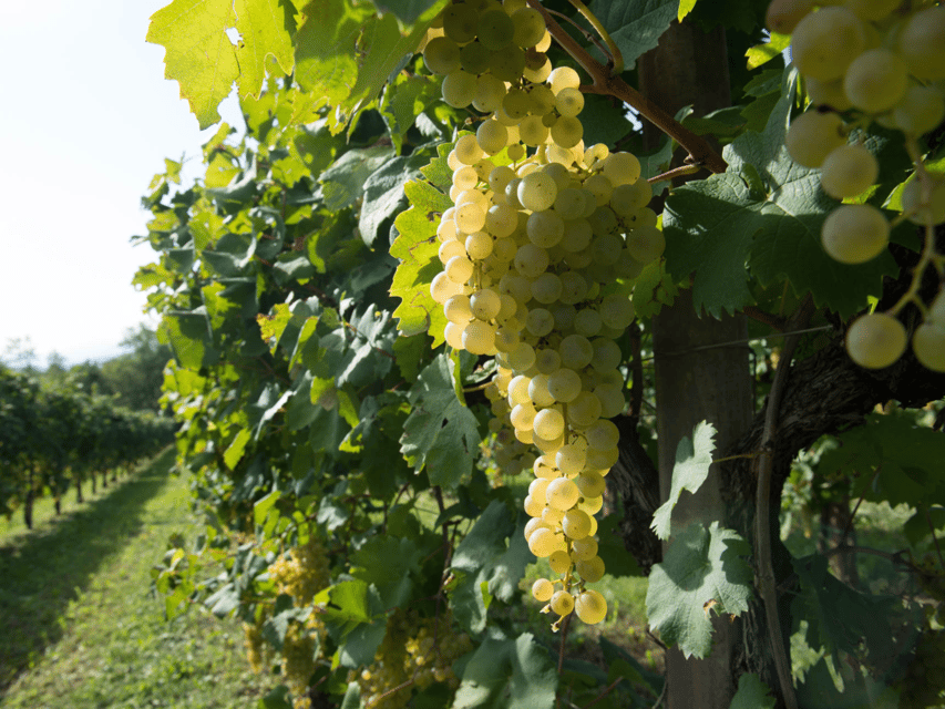 Prosecco Tasting in Countryside Winery - The underground cellar moment: why it helps your tasting