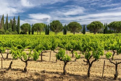 Provence Small Group Wine Full Day Tour in Chateauneuf du Pape vineyard from Aix - First Winery Tasting: Learn How to Taste Beyond Pretty Labels