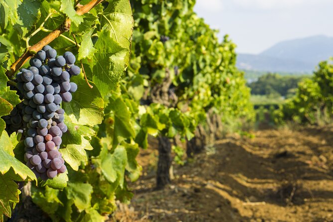 Provence Small Group Wine Full Day Tour in Chateauneuf du Pape vineyard from Aix - Price and Value: What $190.10 Buys You (and What It Doesn’t)
