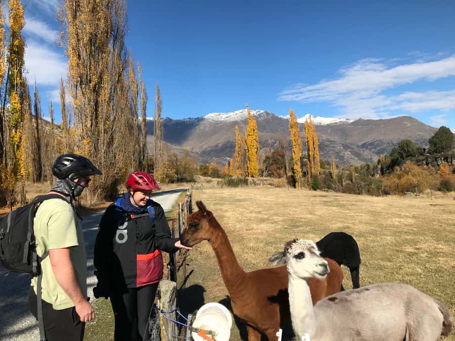 Queenstown: Guided E-Bike Tour with Winery Visits & Tastings - Gibbston Valley cycling: vineyards, river views, and an easy-going pace