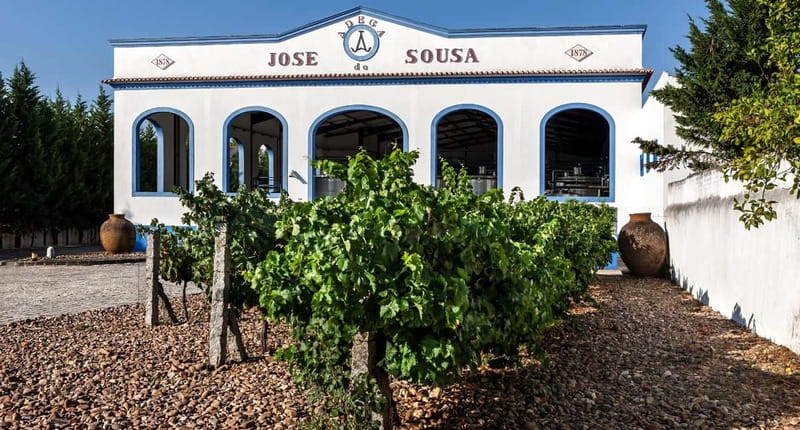 Reguengos de Monsaraz: José de Sousa Winery Tour and Tasting - Stop 1: the educational vineyard and the grape-variety walkthrough