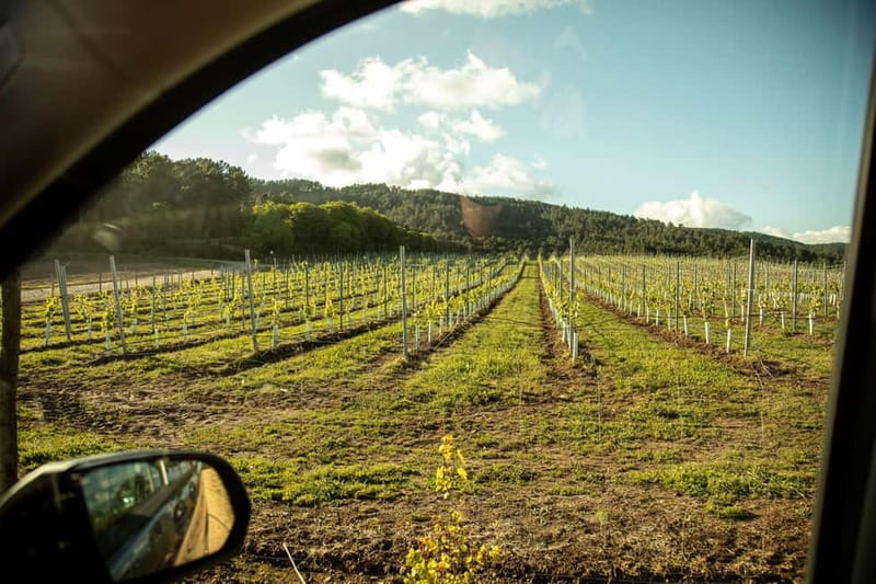Rías Baixas Albariño Experience: Winery Visit & Cheese - Why O Rosal Valley Makes Albariño Taste the Way It Does