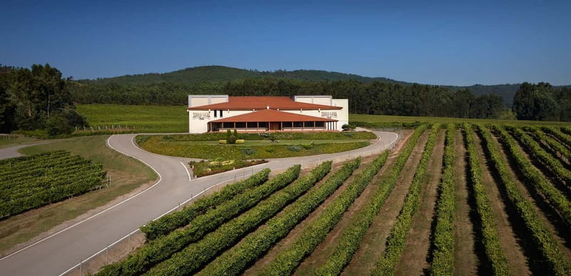 Rías Baixas Albariño Experience: Winery Visit & Cheese - Vineyard Walk: Albariño, Loureiro, and Caiño Blanco in Real Life