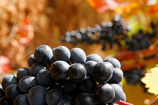 Rioja wine region with visit to winery & Vitoria-Gasteiz - Comfort, group size, and what to pack for a long day