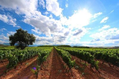 Rioja: Wine tasting and sampling at the Martínez Alesanco family winery - From Yuso and Suso to wine in 10 minutes: perfect for a culture day
