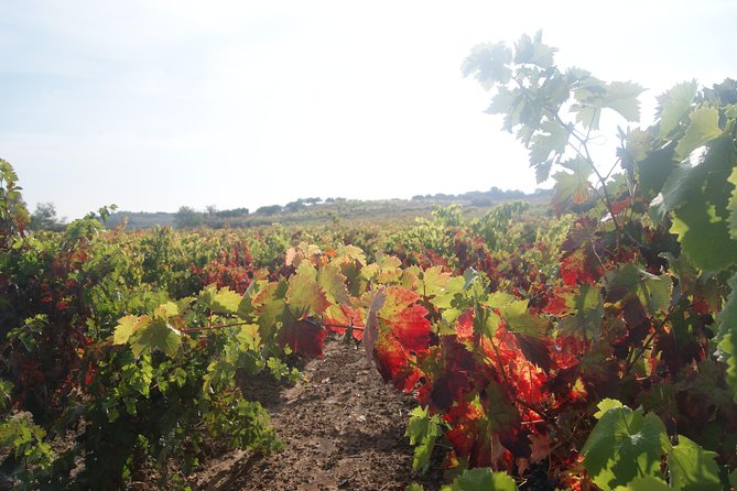 Rioja Wine Tour: Winery, Tasting & Lunch from San Sebastian - Wine country, zero driving: what you gain on this Rioja day trip