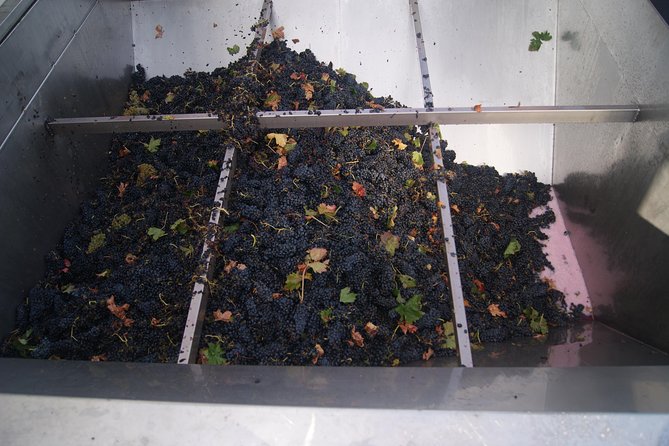 Rioja Wine Tour: Winery, Tasting & Lunch from San Sebastian - How to pace your wine tasting when you’re also sightseeing