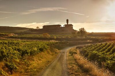 Rioja Wine Tour: Winery & Traditional Lunch From Vitoria - From vineyards to the winery: tasting with production context