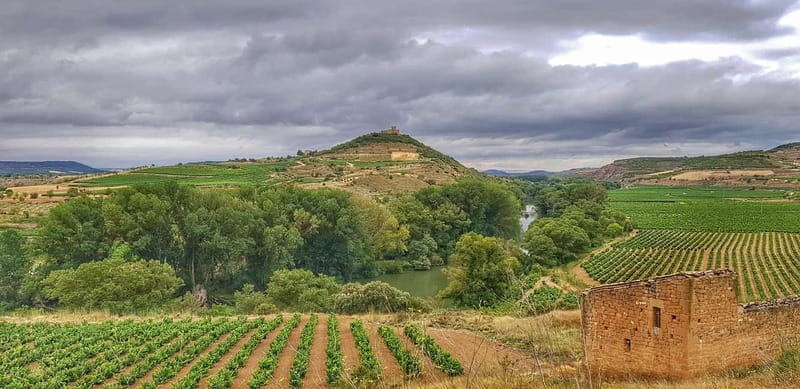 RIOJA: WINE TOUR WITH A WINERY OWNER - The Van Ride And Vineyard Views: Context Before The Pour