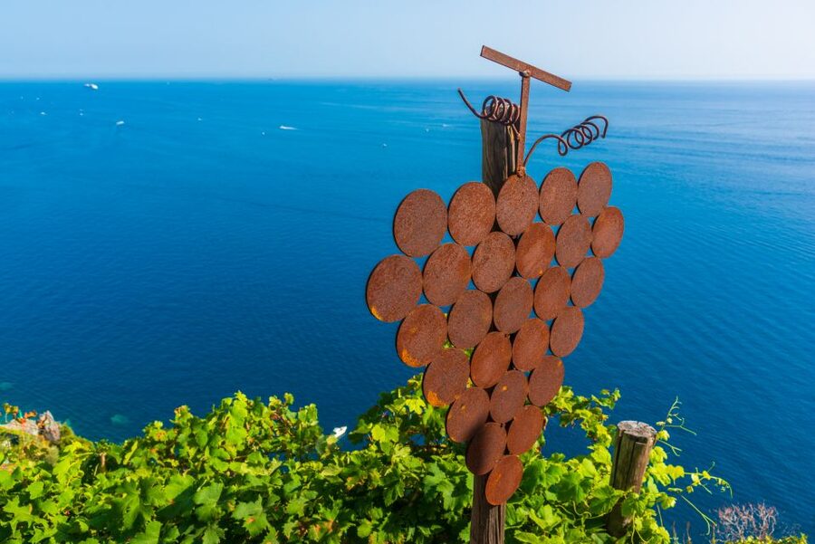 Riomaggiore: Vineyard & Wine Cellar Tour with Wine Tasting - The walk into the vineyard: what the steep rows teach you