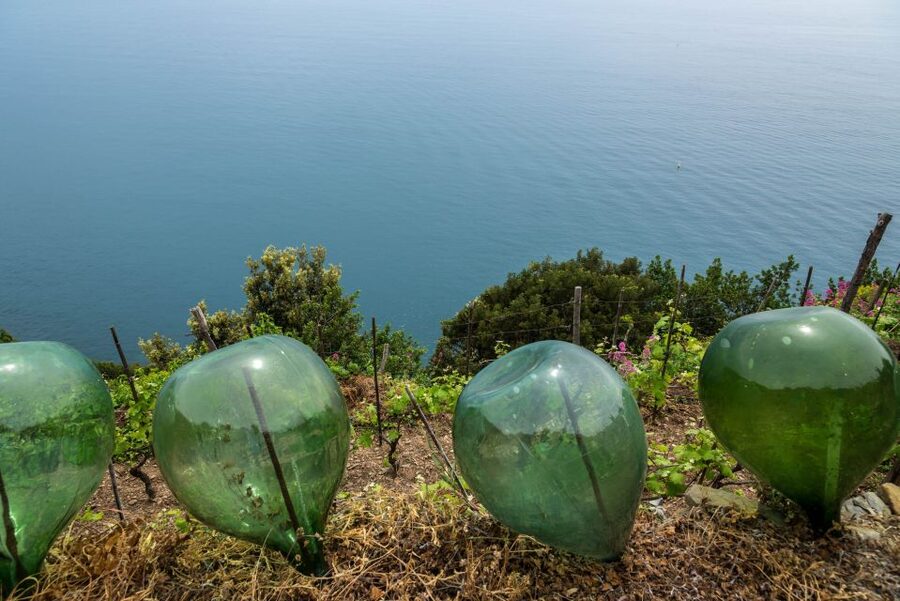 Riomaggiore: Vineyard & Wine Cellar Tour with Wine Tasting - Inside the cellar: where the story turns into flavors