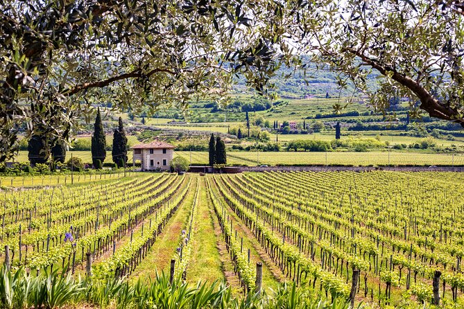 Rome: Frascati Private Day Trip - Town Tour, Lunch & Wine Tasting - Price and Value: Is $207.64 a Good Deal for What You Get?