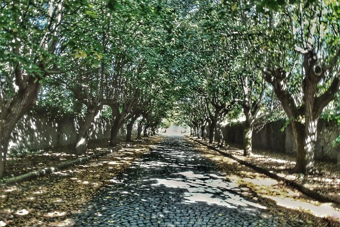 Rome: Frascati Vineyard Bike Tour with Train Tickets - Why a Rome-to-Frascati e-bike day feels like a reset