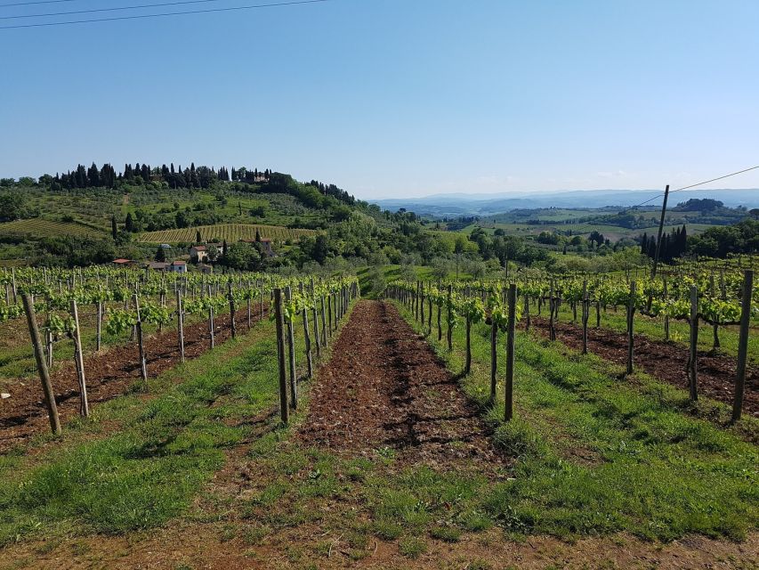 Rome: Private Tour to San Gimignano, Siena & Winery Visit - Lunch at the winery: what to expect in 30 minutes