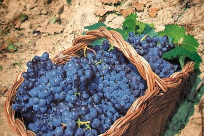 Rome's Vineyard Symphony: Countryside Winetasting Experience - Getting there smoothly: pickup tips and timing reality
