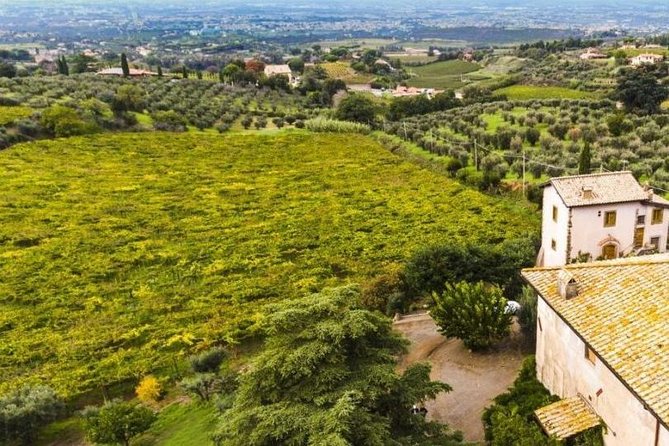 Rome: Wine Tour & Pizza Making Class in a Frascati's vineyard - 5 hours - What you’re really paying for: value of wine + chef + private transport