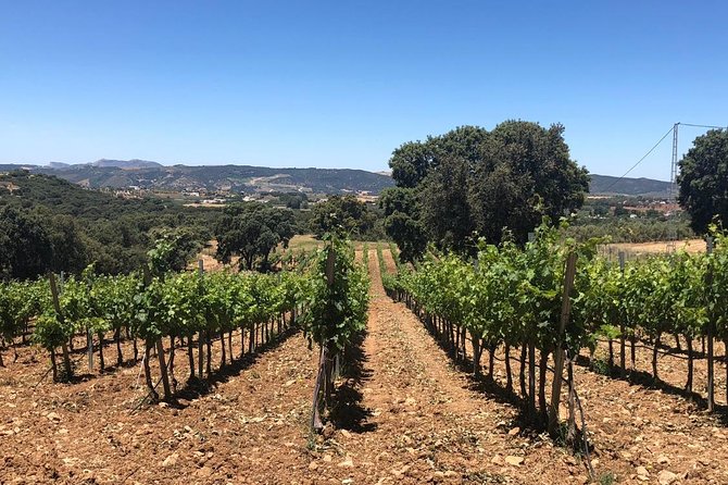 Ronda Day Tour and Winery Visits from Marbella - Key Highlights Worth Marking on Your Map
