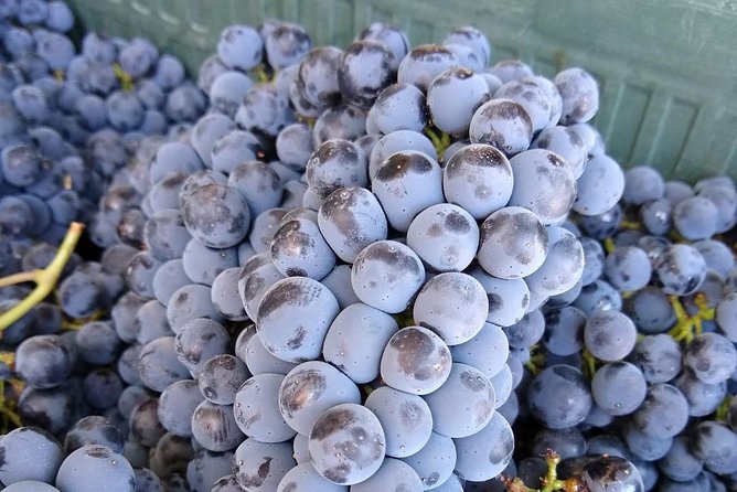 Ronda Day Tour and Winery Visits from Marbella - Who Should Book This Tour (and Who Might Skip It)
