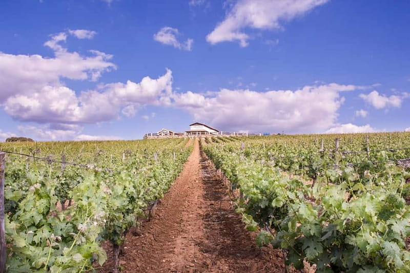 Ronda: Winery Tour with Wine Tasting and Tapas - Key highlights to put on your radar
