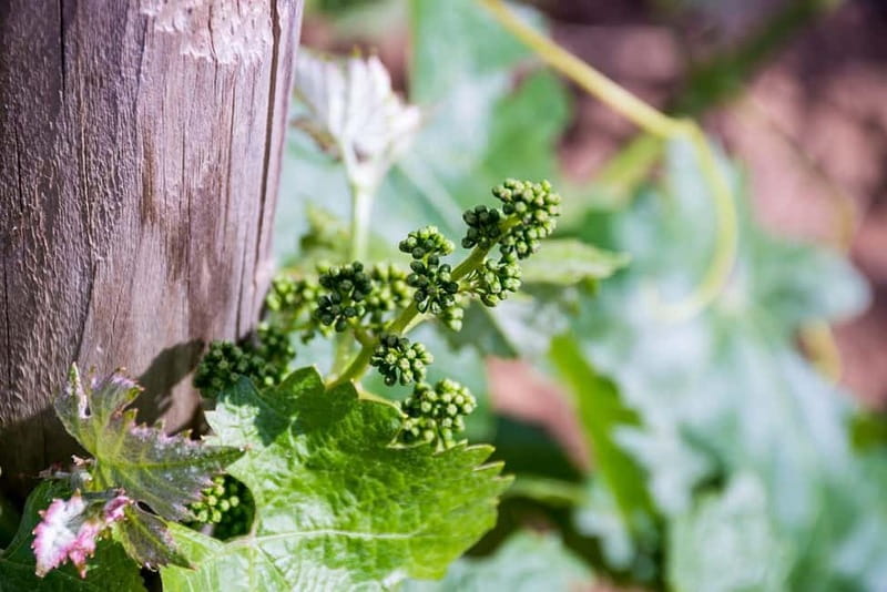 Ronda: Winery Tour with Wine Tasting and Tapas - The Guided Tasting: Four Wines with Andalusian Tapas Pairing
