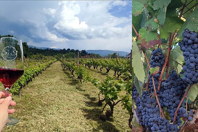 S&S Winery - Wine Tasting Experience in Ohrid - Food pairing matters here: goat and sheep cheeses, dried meat, baked goods, and hot pepper dessert